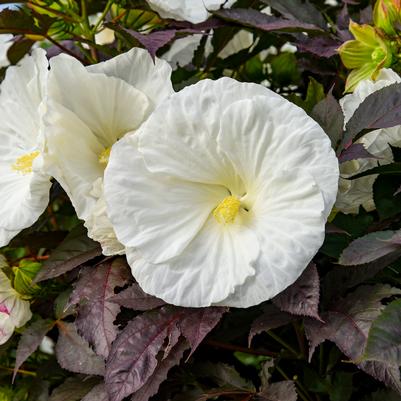 Hibiscus x Summerific® Cookies and Cream