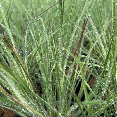 Schizachyrium scoparium Ha Ha Tonka