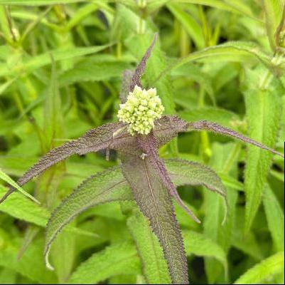 Eupatorium perfoliatum 