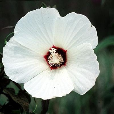 Hibiscus moscheutos 