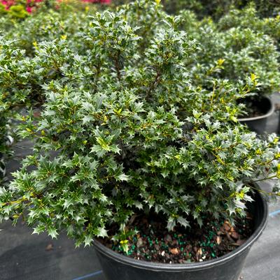 Osmanthus heterophyllus Kaori Hime