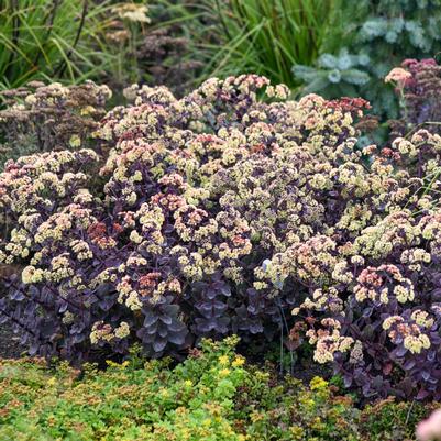 Sedum x Night Light