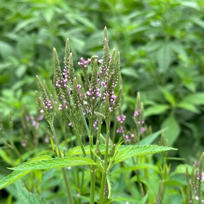 Verbena hastata Pink Spires
