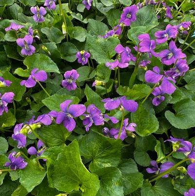 Viola sororia 