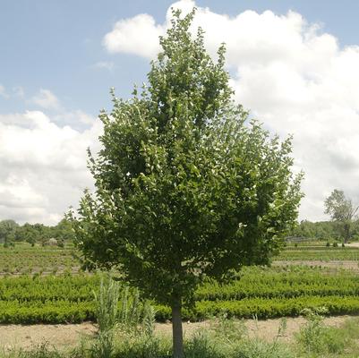 Viburnum prunifolium Dark Tower