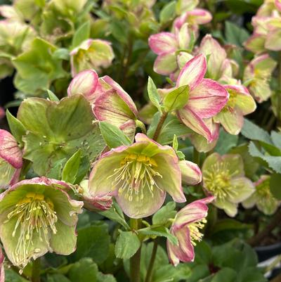 Helleborus x glandorfensis HGC® Ice N' Roses® Carlotta