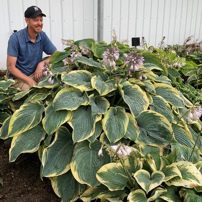 Hosta Shadowland® Gigantosaurus