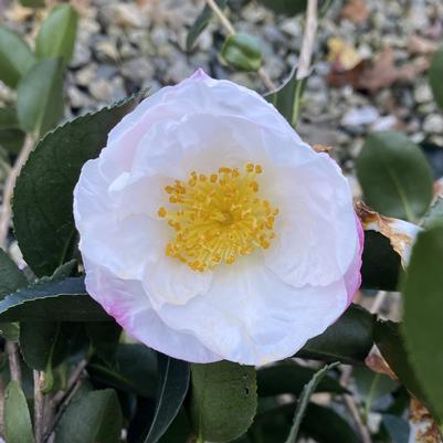 Camellia sasanqua Northern Lights