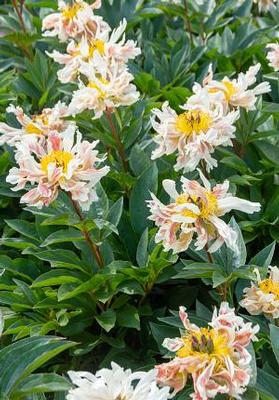 Paeonia Green Lotus