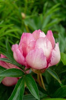 Paeonia x Itoh Pink Double Dandy