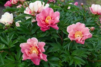 Paeonia x Itoh Sunset & Rainbow