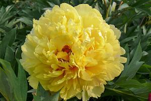 Paeonia x Itoh Sonoma Ye Do