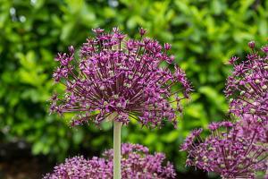 Allium aflatunense Miami