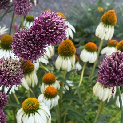 Allium sphaerocephalon 