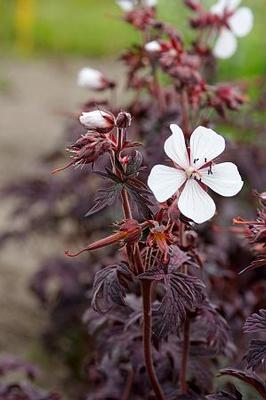 Geranium pratense Midnight Ghost