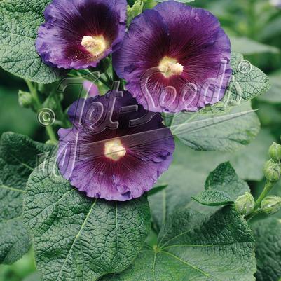 Alcea rosea Spotlight™ Purple Rain