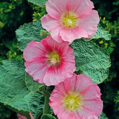 Alcea rosea Spotlight™ Radiant Rose