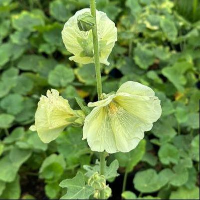 Alcea rosea Spotlight™ Sunshine