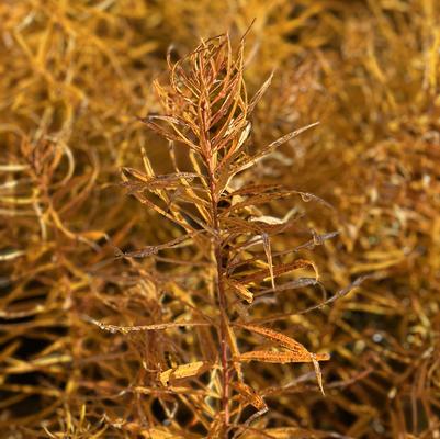 Amsonia hubrichtii Butterscotch™