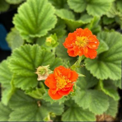 Geum coccineum Pumpkin Orange