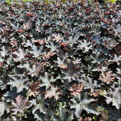 Heuchera villosa Bronze Wave