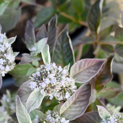Pycnanthemum x Smokey Mountain Mint