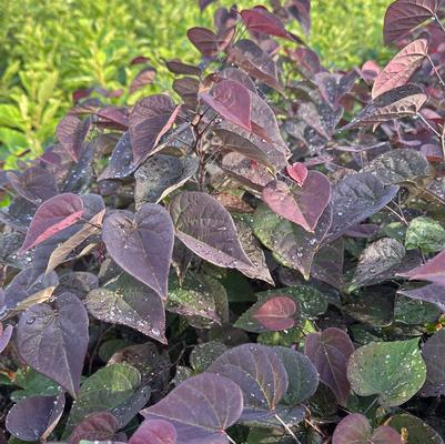Cercis canadensis Garden Gems® Amethyst