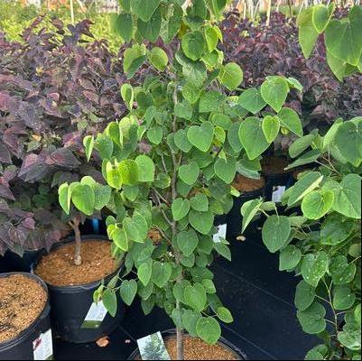 Cercis canadensis Garden Gems® Emerald