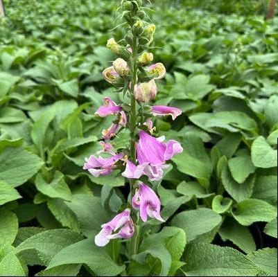 Digitalis purpurea Dalmatian Rose