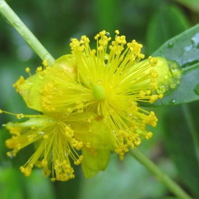 Hypericum prolificum 