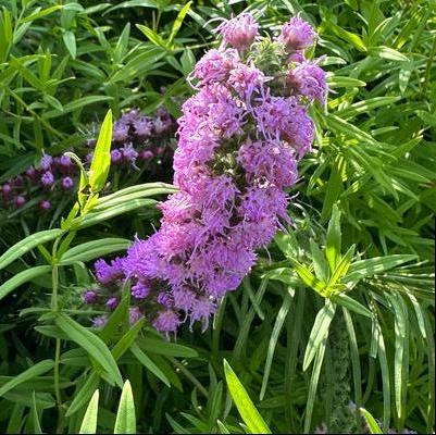 Liatris pycnostachya 