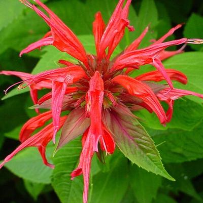 Monarda didyma 