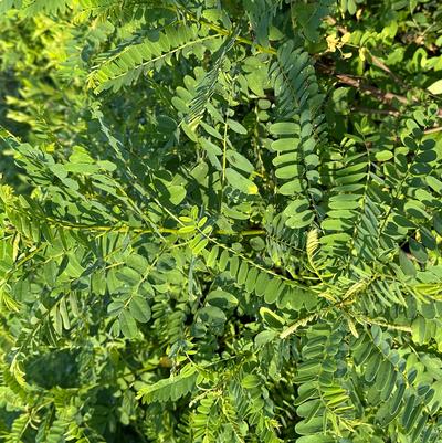 Amorpha fruticosa 