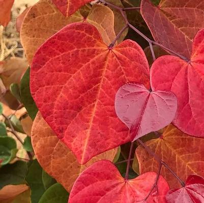 Cercis canadensis Hearts A'Fire™