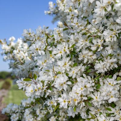 Exochorda x macrantha Lotus Moon™