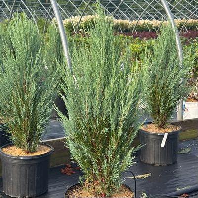 Juniperus scopulorum Blue Arrow