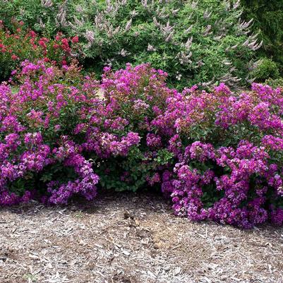 Lagerstroemia indica Bellini® Grape