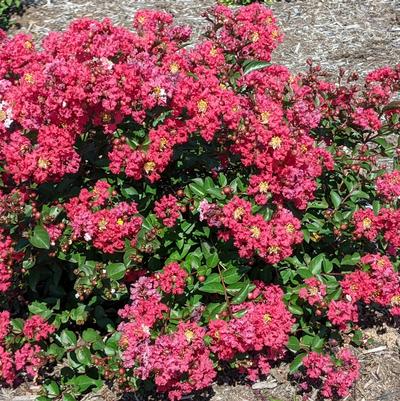 Lagerstroemia indica Bellini® Strawberry