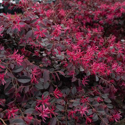 Loropetalum chinensis Cerise Charm™