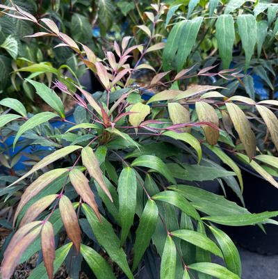 Mahonia x Groovy Glow™