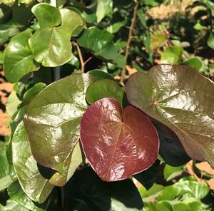 Cercis canadensis Oklahoma Sparkler