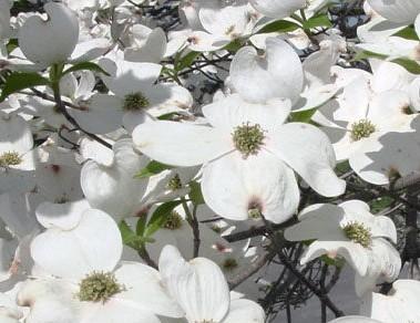 Cornus florida Super Princess
