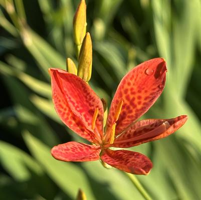Belamcanda chinensis 