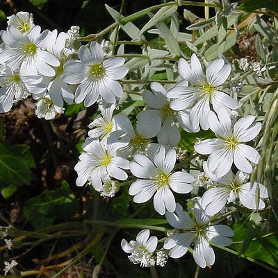 Cerastium tomentosum 