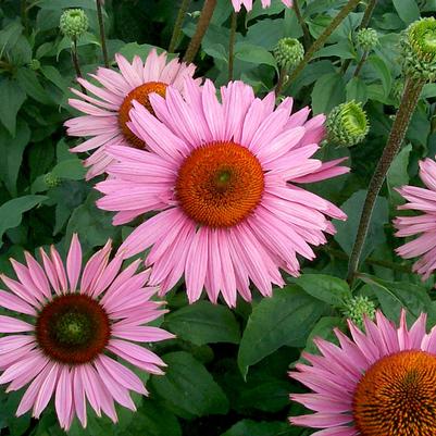 Echinacea x PRAIRIE PILLARS™ Ruby Giant