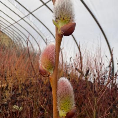 Salix discolor 