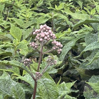Eupatorium fistulosum JoJo