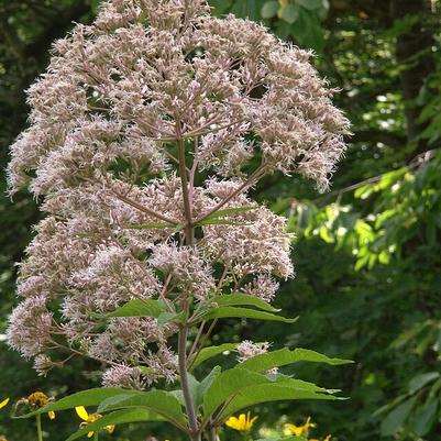 Eupatorium fistulosum 