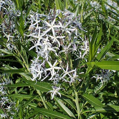 Amsonia illustris 