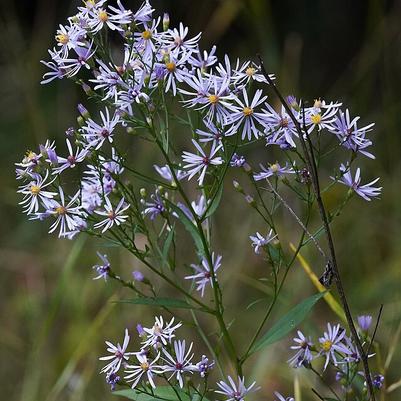 Aster azureus 
